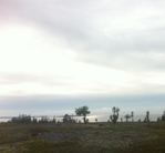 utsikt mot havet. himmel och hav möts, några buskar avtecknas mot vattnet