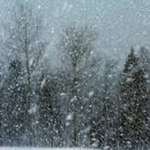 Ett skogsbryn i tätt snöfall. Himlen är grå, några granar och björkar skymtar bakom ett raster av stora vita snöflingor.